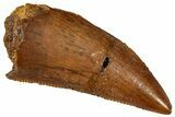 Serrated, Raptor Tooth - Real Dinosaur Tooth #285223-1